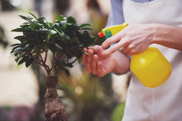 Close Jonge Knappe Mannelijke Bloemist Spuiten Bloem Winkel — Stockfoto