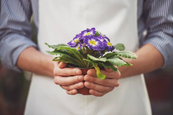 クローズ アップ 花屋で植木鉢を持つ男性花屋 — ストック写真