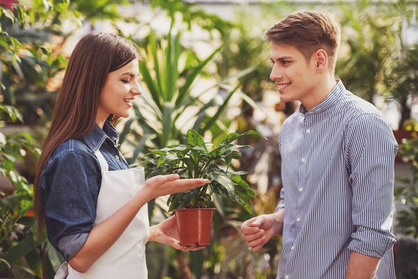 若い男性の植木鉢を与える女性の花屋 — ストック写真