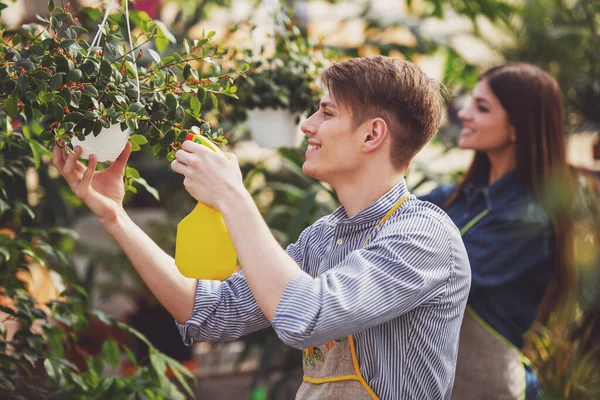 Dos Floristas Guapos Jóvenes Trabajando Invernadero —  Fotos de Stock