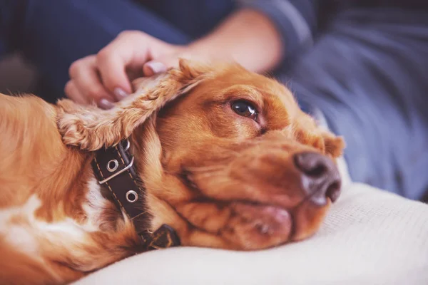 Close Cute Brown Dog Lying — Stock Photo, Image