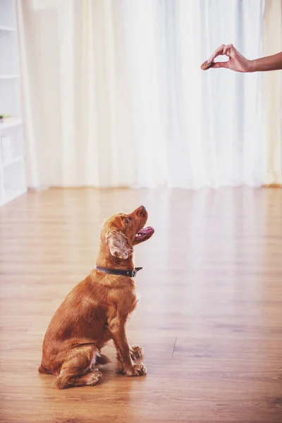 Изображение Симпатичной Собаки Сидящей Полу Смотрящей Руку Выпечкой — стоковое фото