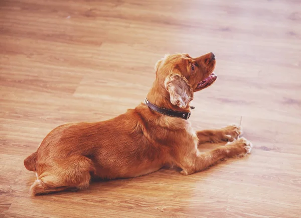Afbeelding Van Een Mooie Hond Zittend Vloer Opzoeken — Stockfoto