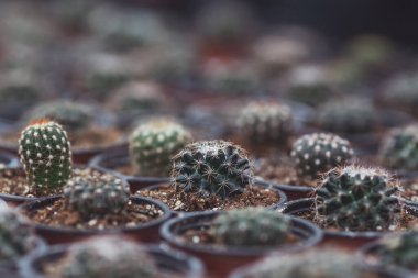 Kaktüsler orangery, farklı şekillerde çeşitli yakın çekim