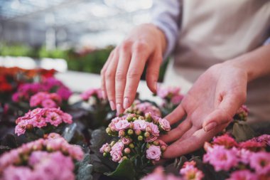 Güzel ve genç birbayan orangery, bitkilerde bakmakta yakın çekim