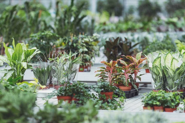 Vielfalt Pflanzen Gewächshaus Zum Genießen Kaufen Präsentieren Für Die Liebsten — Stockfoto