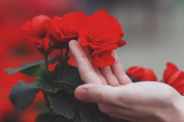 Hands Holding Beautiful Plant Red Blossom Orangery Close — Stock Photo, Image