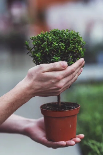 Hände Halten Eine Schöne Pflanze Kleinen Baum Orangerie Nahaufnahme — Stockfoto