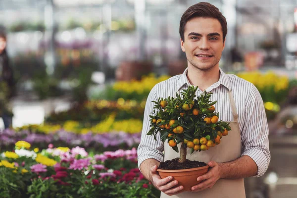 エプロンでハンサムな若い男の植物 オレンジ ツリーを保持 カメラ目線 オランジェリーに立ちながら笑顔 — ストック写真