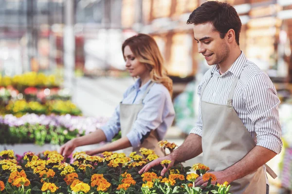 Beautiful Young Woman Man Aprons Smiling While Caring Plants Orangery — Stock Photo, Image