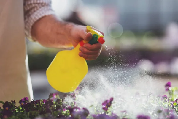 エプロンでハンサムな若い男は オランジェリー 植物に水を吹きかけるがクローズ アップ — ストック写真