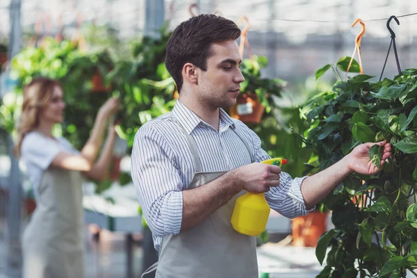 美しい若い女性とエプロンで男は温室で植物の世話しながら笑っています 手前の男は水を噴霧します — ストック写真
