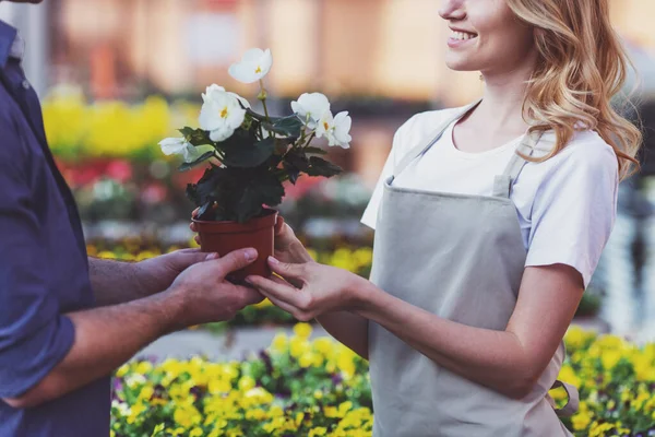 エプロンの美しい若い女性は オランジェリーで男に植物を提供しながら笑っているクローズ アップ — ストック写真