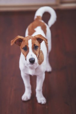 Sevimli küçük köpek bir odada ahşap zemin üzerinde dururken kamera bakıyor