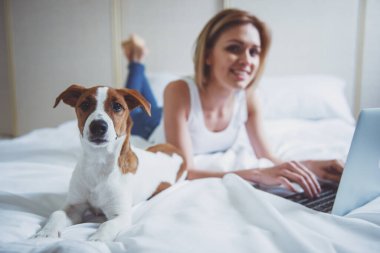 Sevimli köpek kameraya bakıyor. Güzel sarışın kız rahat kıyafetler içinde arka planda bir laptop kullanıyor