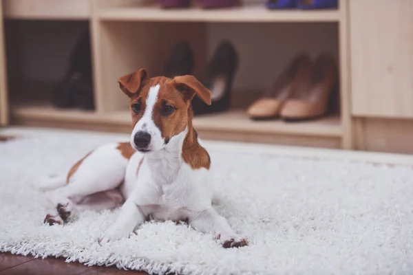 Cute Little Dog Looking Away While Lying Beige Carpet Dressing — Stock Photo, Image