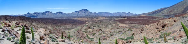 Panorama of volcano Teide and Tajinaste flowers — Stock Photo, Image