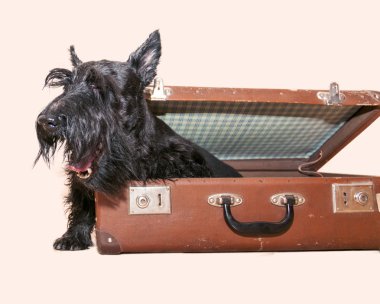 İskoç korkunç vintage çanta içinde