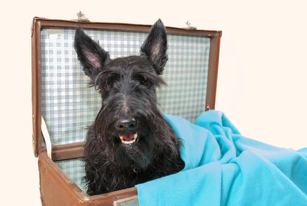 Scottish Terrier en maleta vintage Imagen De Stock