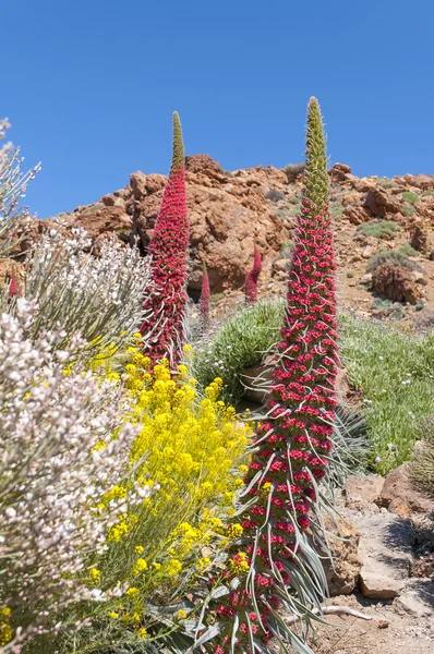 Red Tajinaste flower on volcano Teide. Tenerife — Stock Photo, Image