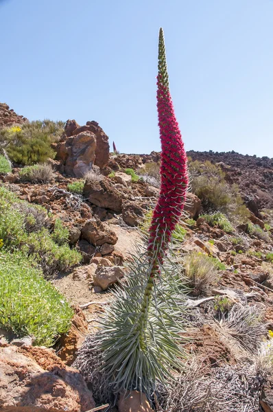 Red Tajinaste flower on volcano Teide. Tenerife — Stock Photo, Image