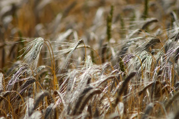 Campo de milho dourado soprando no vento — Fotografia de Stock