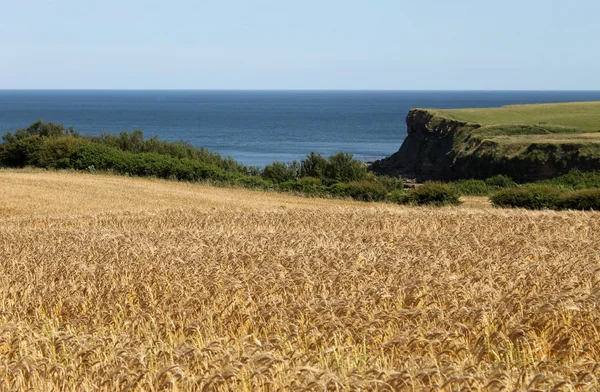 Kornfeld auf See — Stockfoto