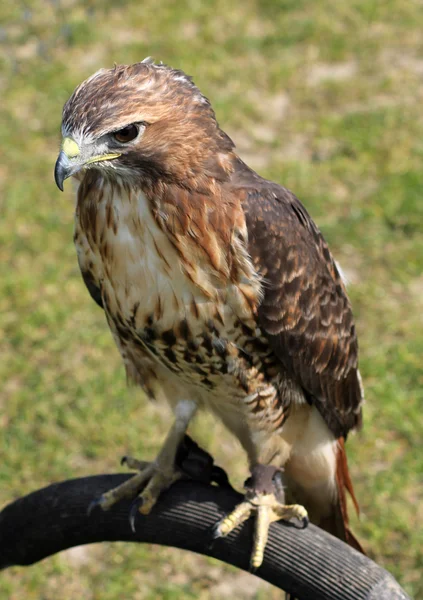 Hawk fågel — Stockfoto