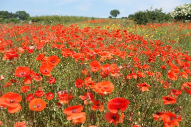 Field of red poppies clipart