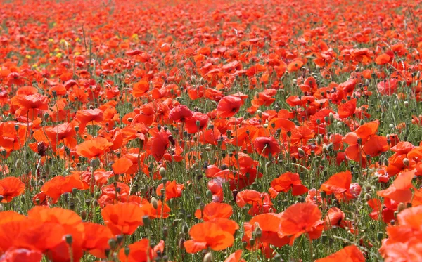 Rood papaverveld — Stockfoto