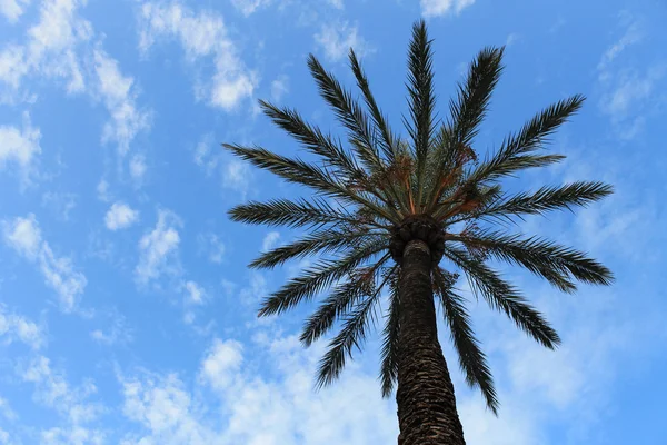 Tropical Palm Tree — Stock Photo, Image