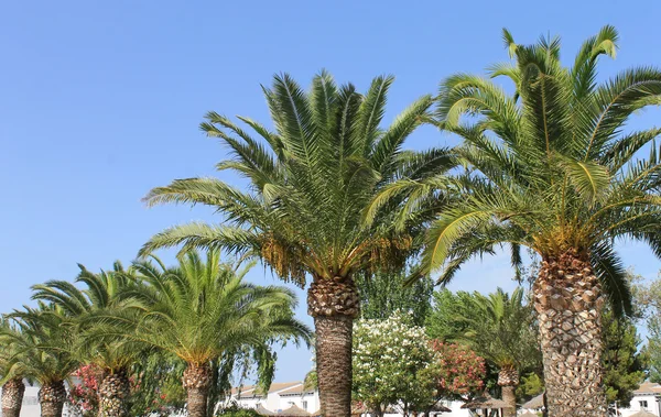 Palmiers en station tropicale — Photo