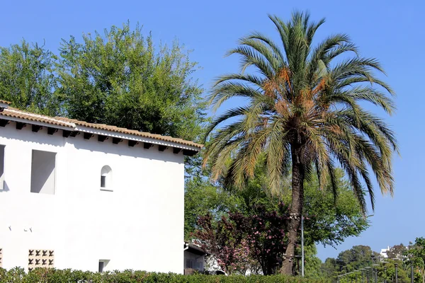 Huis en palm tree — Stockfoto