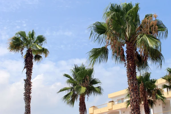Tropické palmy a hotel — Stock fotografie