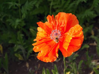 güzel kırmızı gelincik