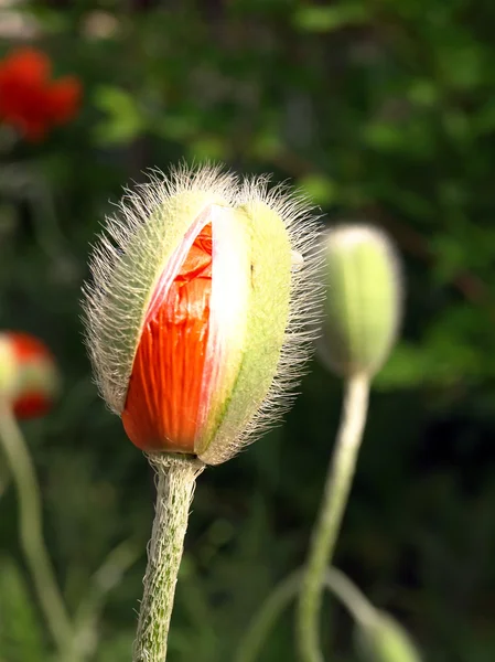 Birth of poppy flower. — Stock Photo, Image