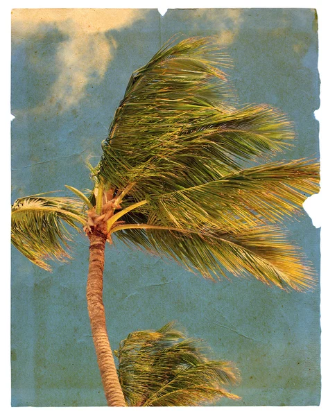 Página rasgada velha que caracteriza palmeiras. Isolados — Fotografia de Stock