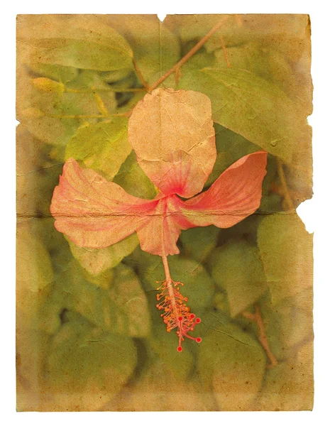 Rosa hibiscus blomma på en gamla papper. — Stockfoto