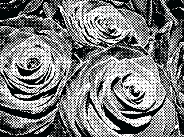 Rosas blanco y negro, retro —  Fotos de Stock