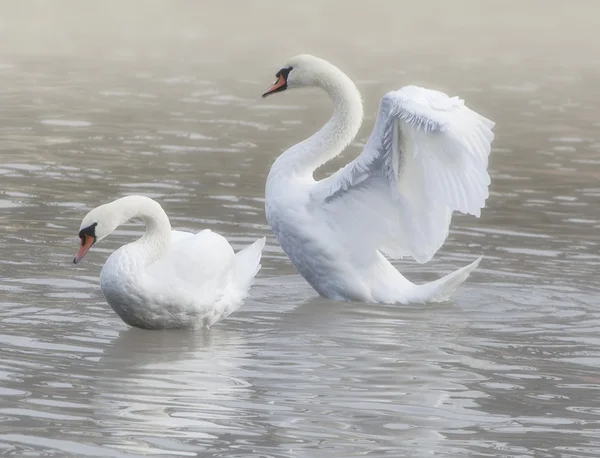 Cisne Imagen de archivo