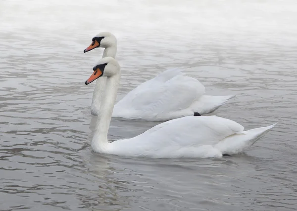 Cisne Fotos De Bancos De Imagens Sem Royalties