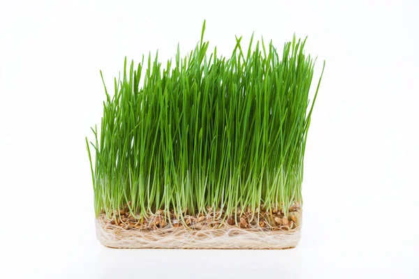 Beyaz arka planda izole edilmiş taze yeşil çimen