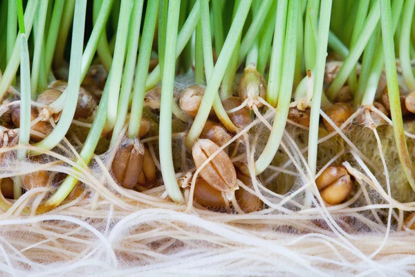 Gröna skott av unga växter och rötter Stockfoto