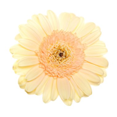 Gerbera