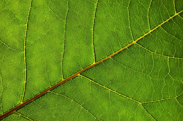 Textura da folha verde — Fotografia de Stock