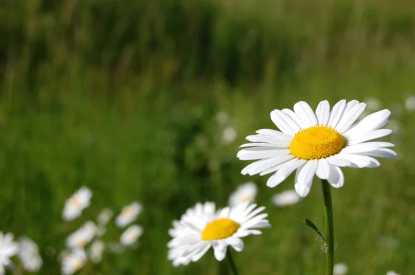 Gebied van madeliefjes — Stockfoto