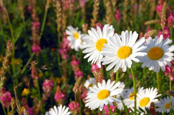 Field of daisies — Stock Photo, Image