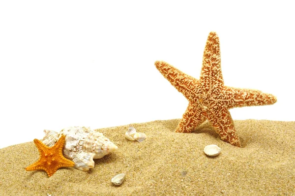 Seastar and sand bank — Stock Photo, Image