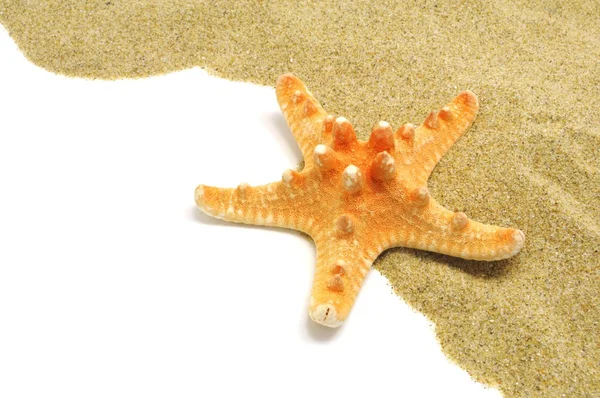 Zand en seastar grens — Stockfoto