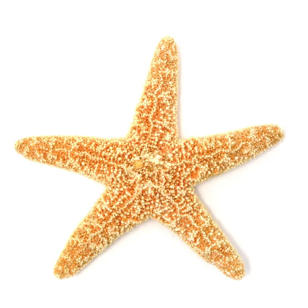 Sea-star — Stock Photo, Image